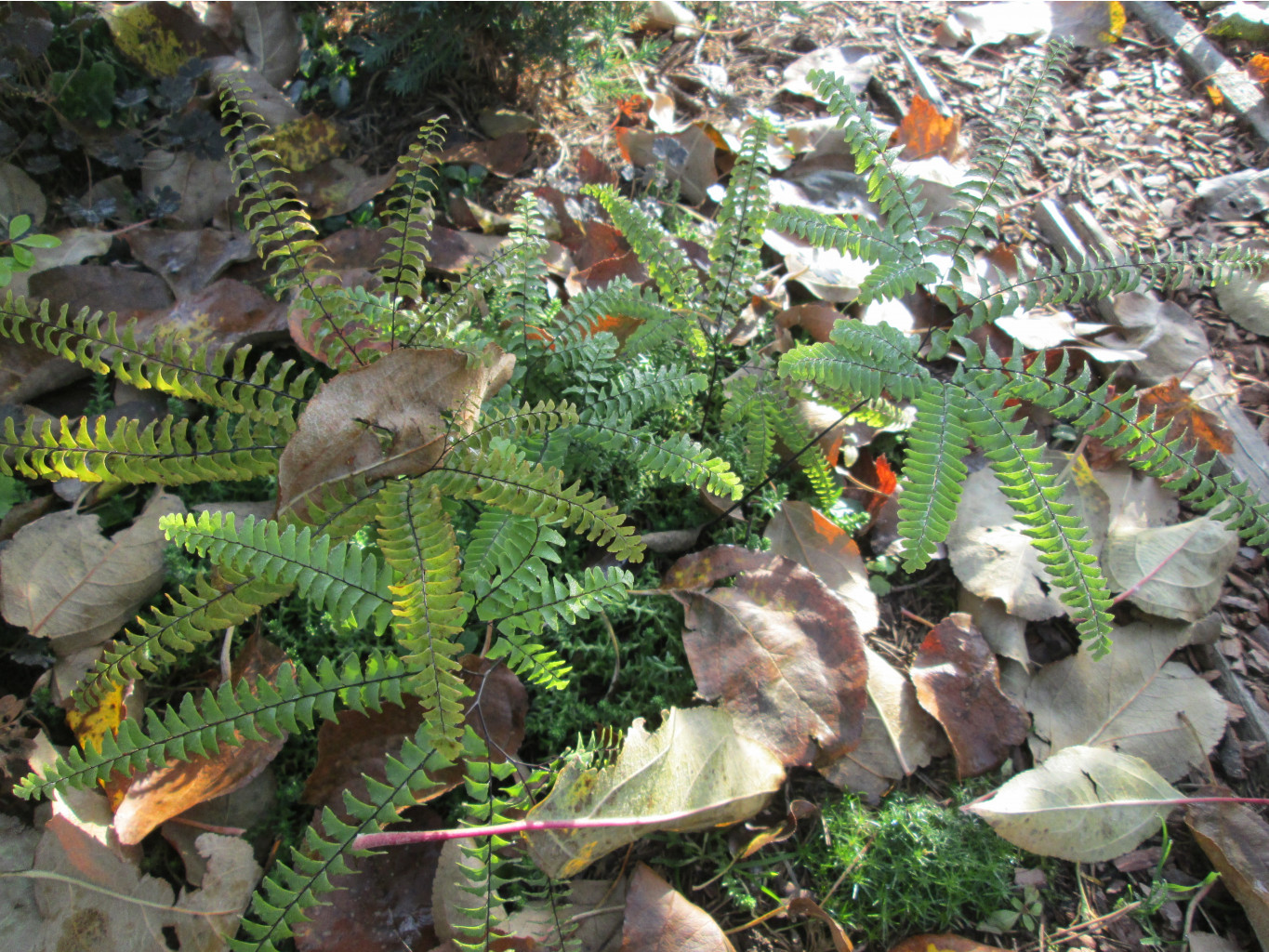 IMG 5534.JPG