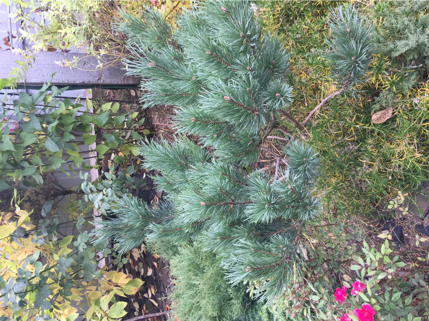  Pinus sylvestris Watereri