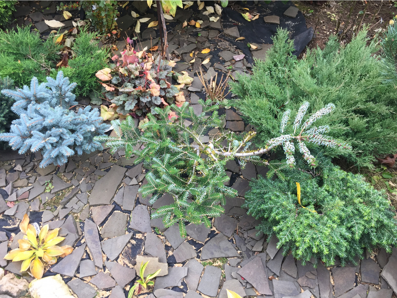  Picea pungens Glauca Globosa Abies koreana Silberlocke