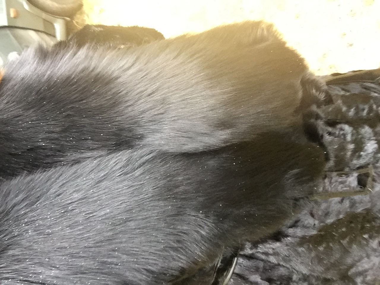 013F1972-88BF-4849-B939-990AA0F8B818.jpeg