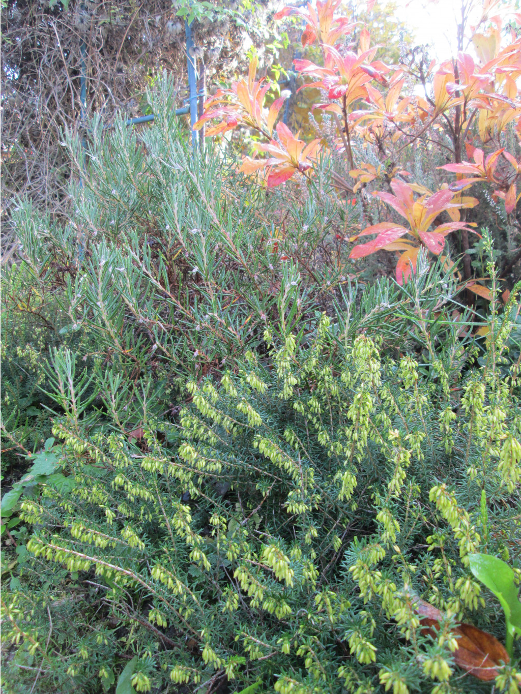 IMG 5548.JPG