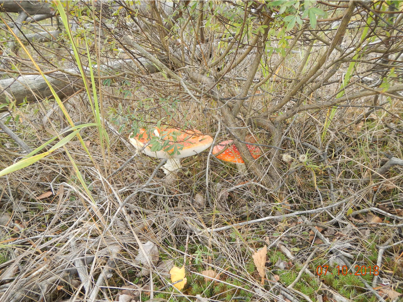 DSCN6385.JPG