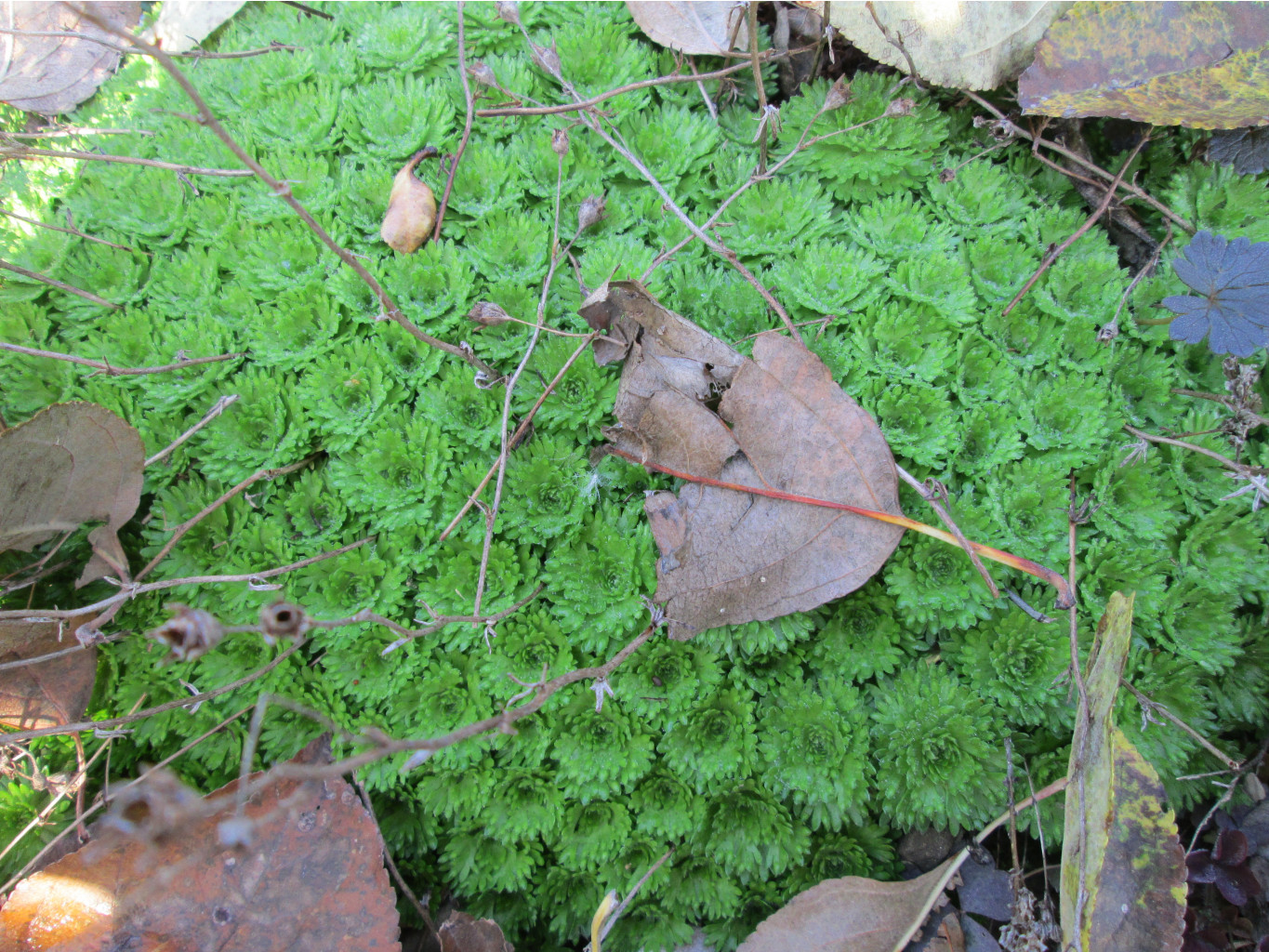 IMG 5538.JPG