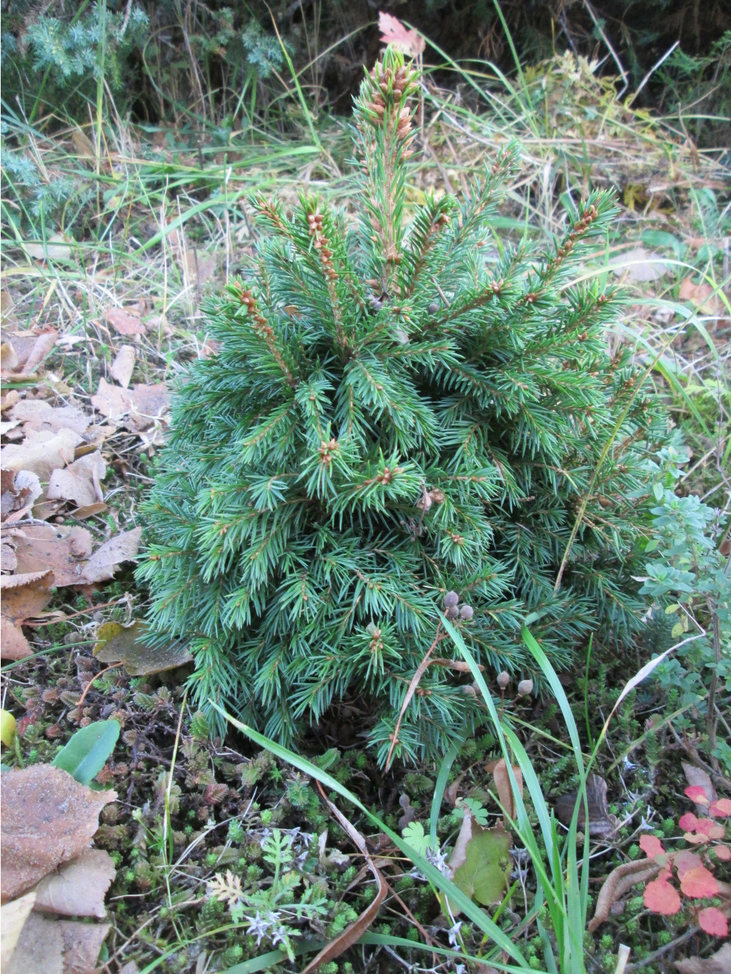 IMG 5572.JPG