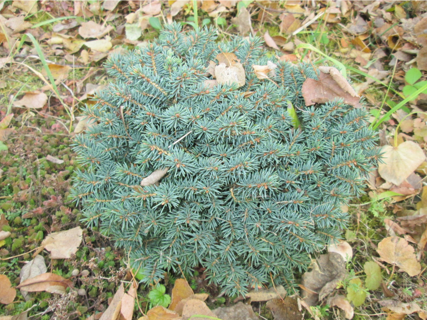 IMG 5571.JPG