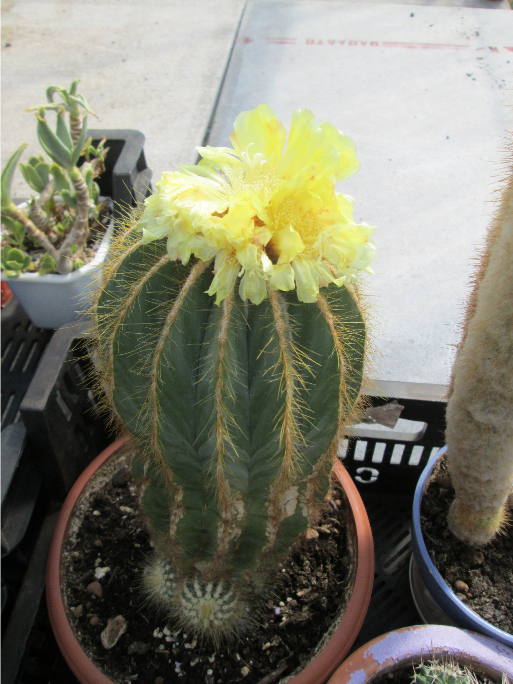IMG 5430.JPG