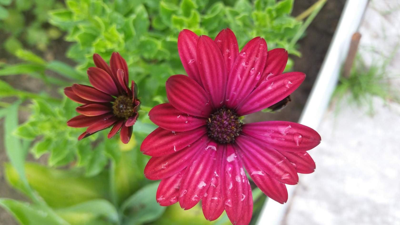 Osteospermum