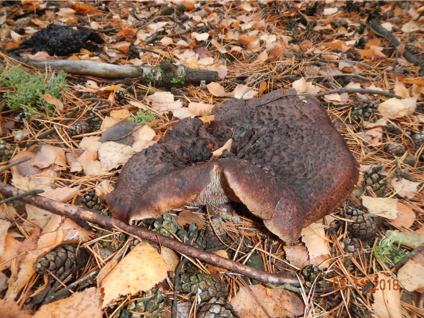 DSCN7119.JPG