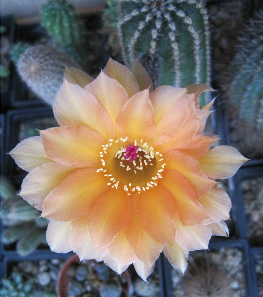 Echinopsis hybrid A61 Aphrodite