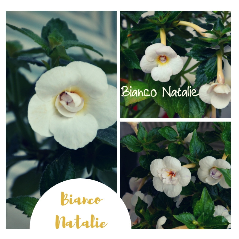 Bianco Natalie (1) — .jpg