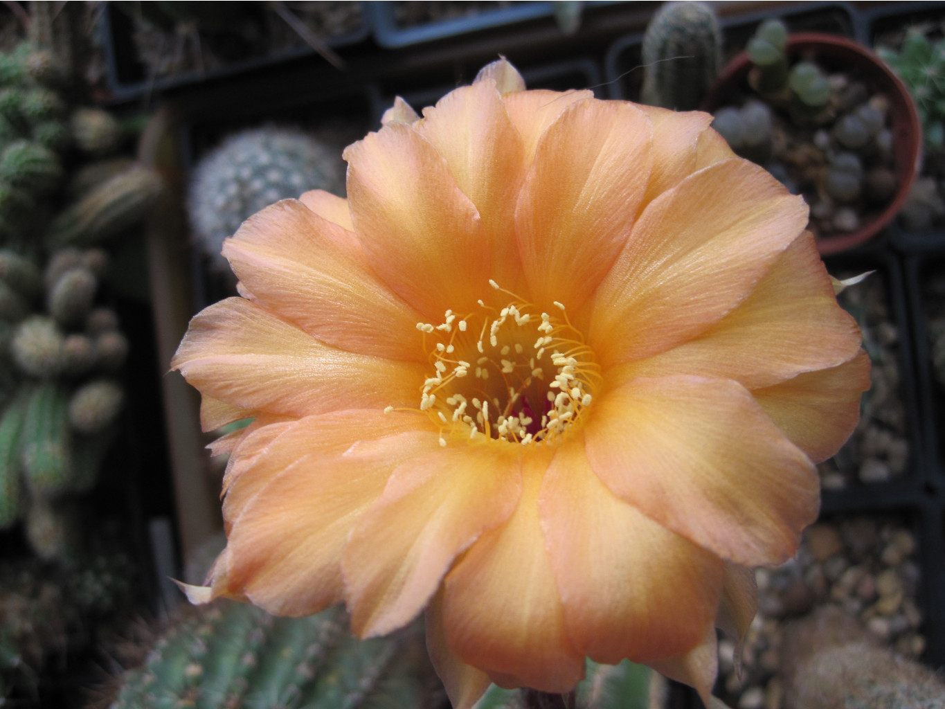 Echinopsis hybrid A61 Aphrodite