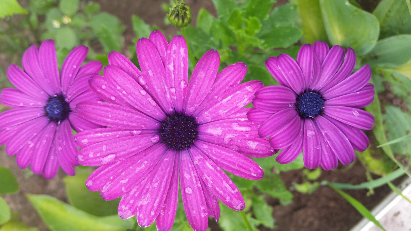 Osteospermum