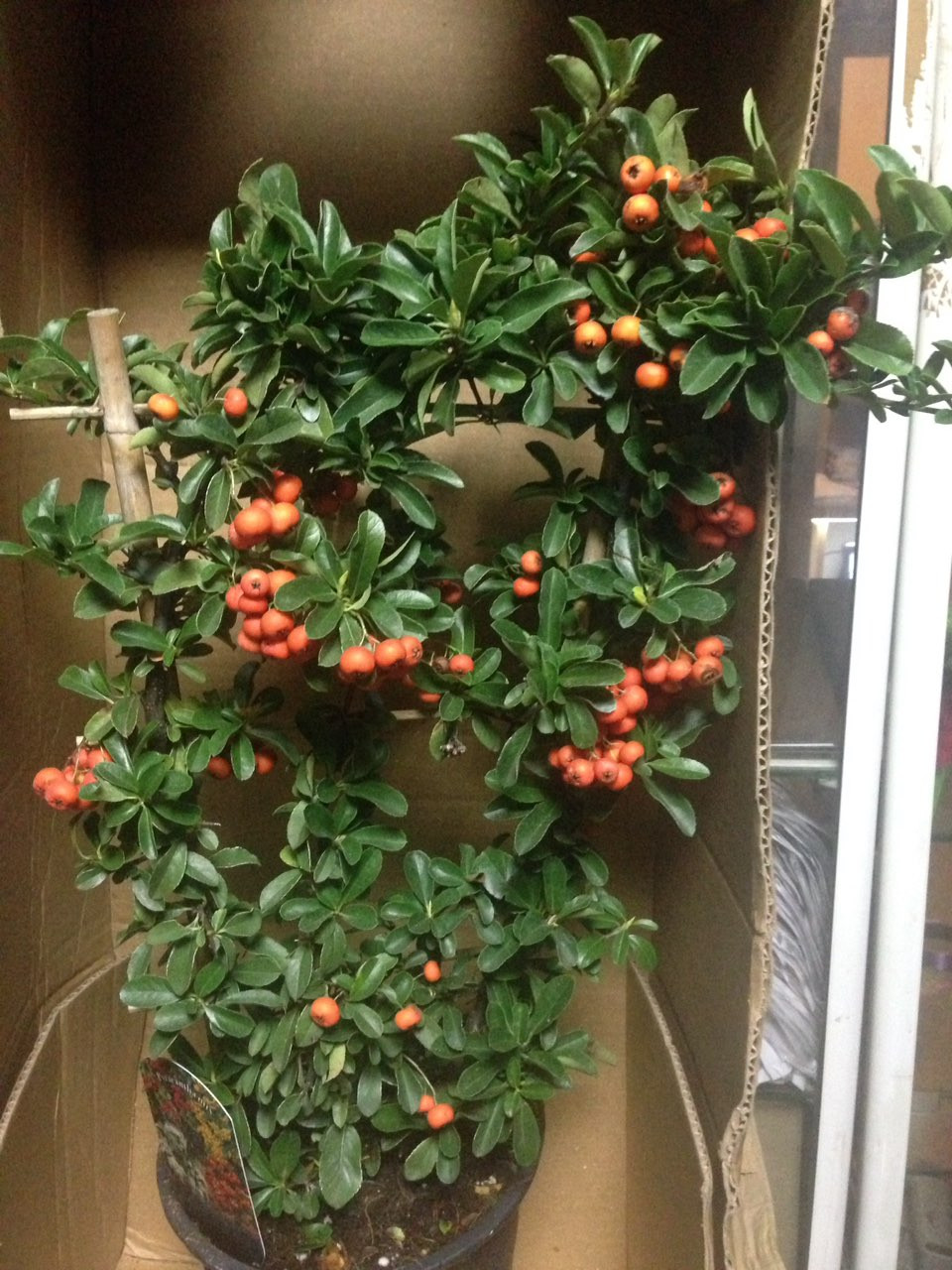  (Pyracantha) - 400 .