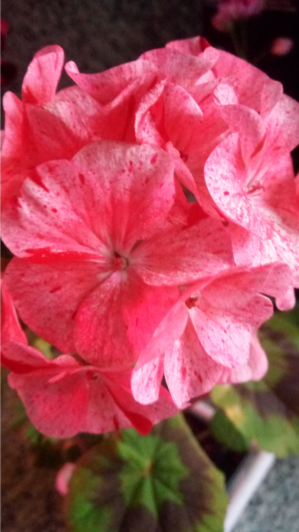 IMG 20180601 202857[1].jpg