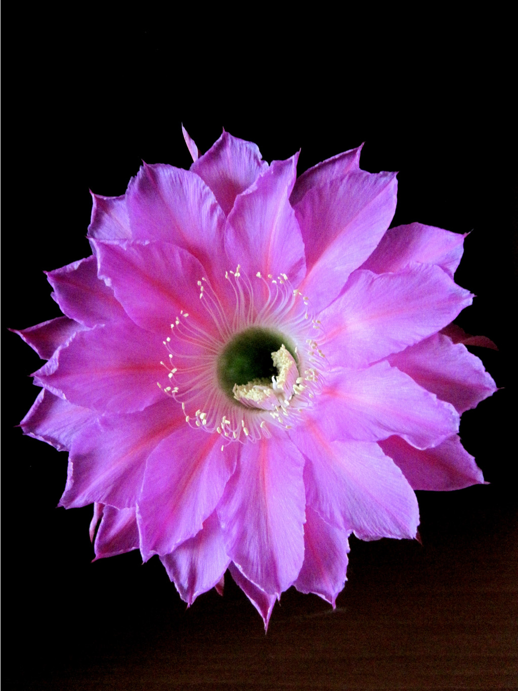 Echinopsis hybrid Maria Piazza