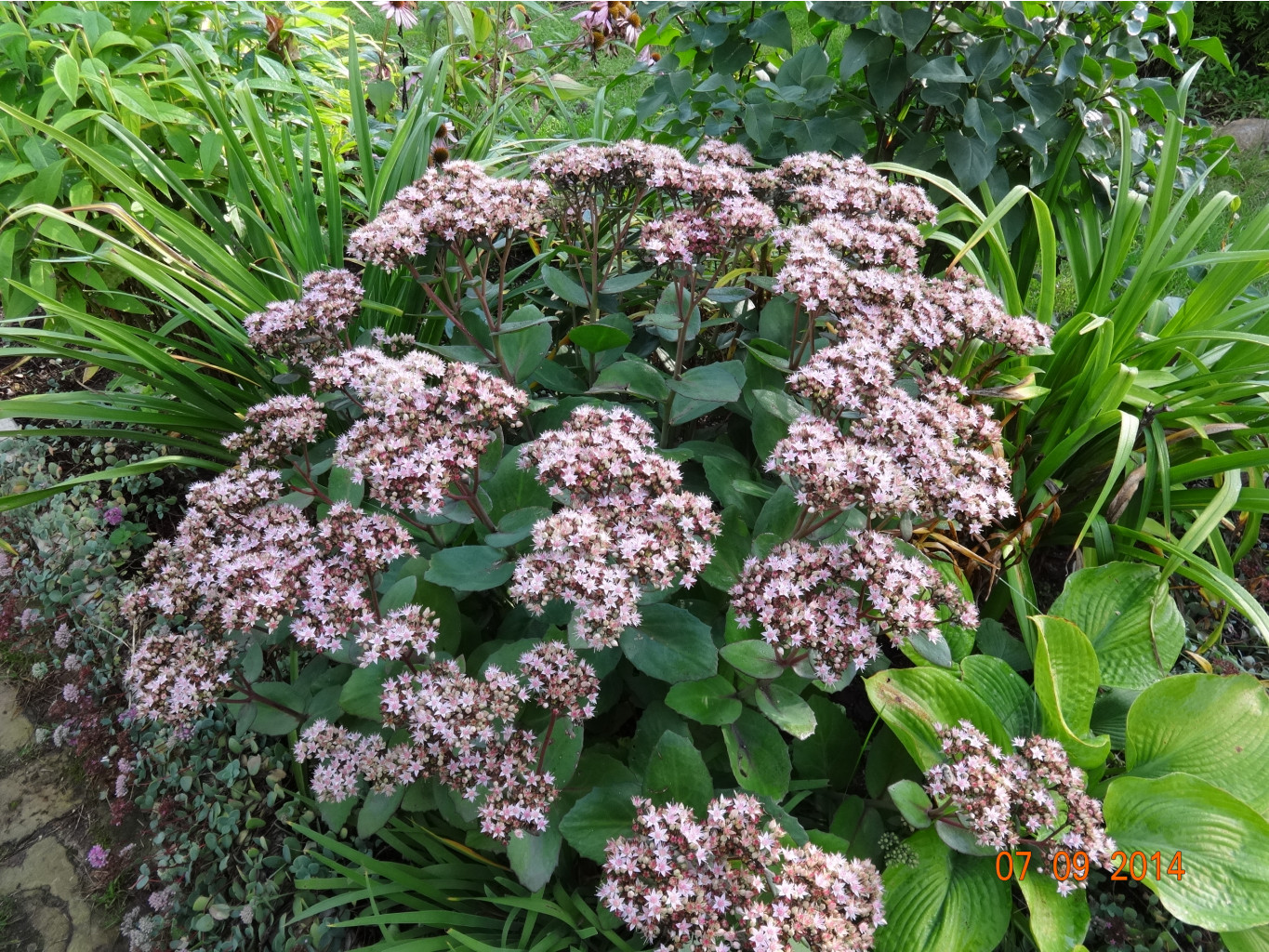DSC01045.JPG