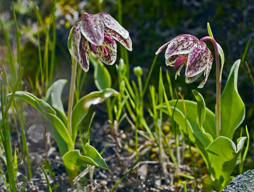 Fritillaria purdyi