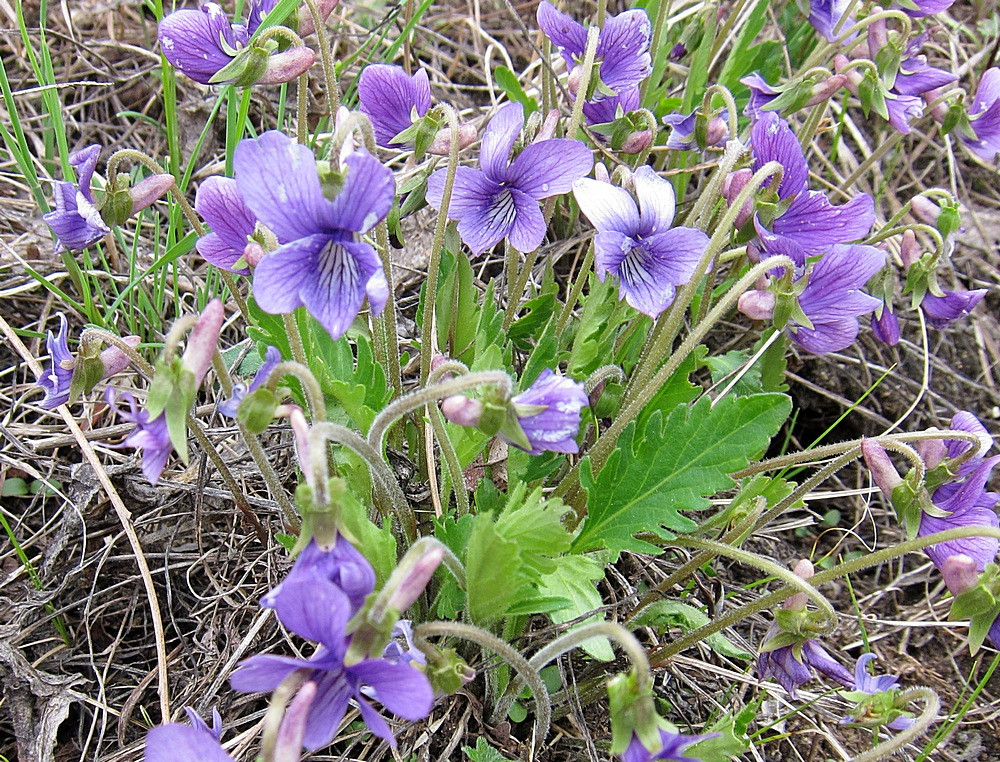 Viola incisa  