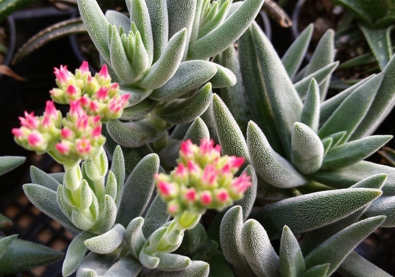  ( Crassula MESEMBRYANTHEMOPSIS) - 350-400 .