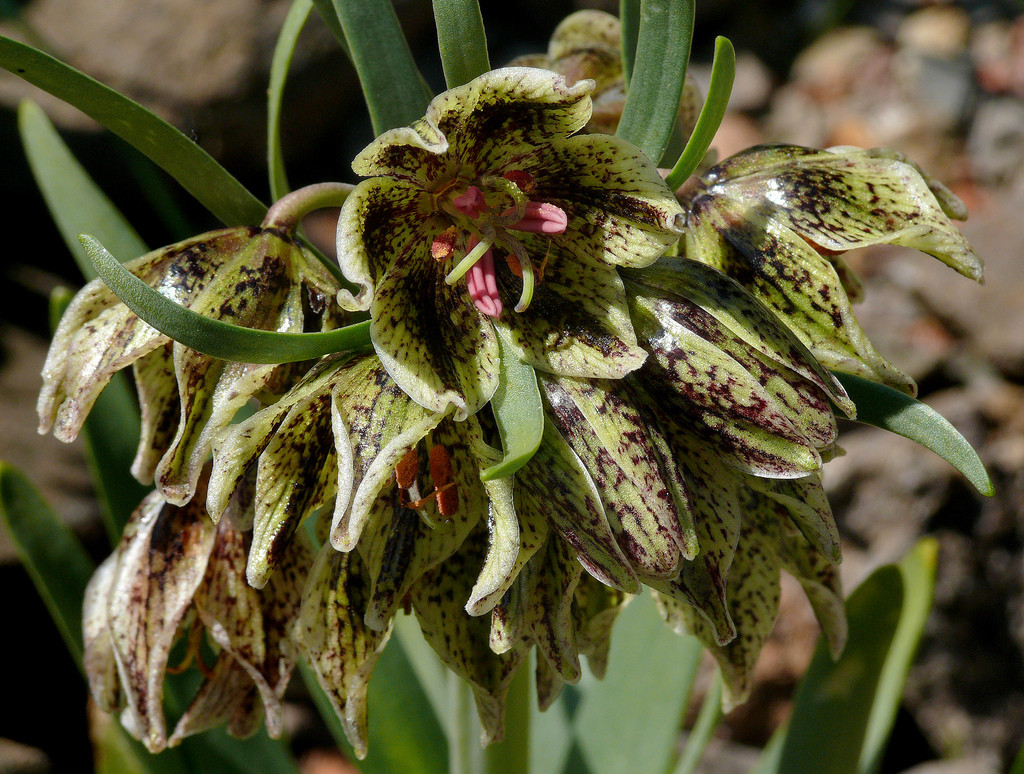 Fritillaria purdyi