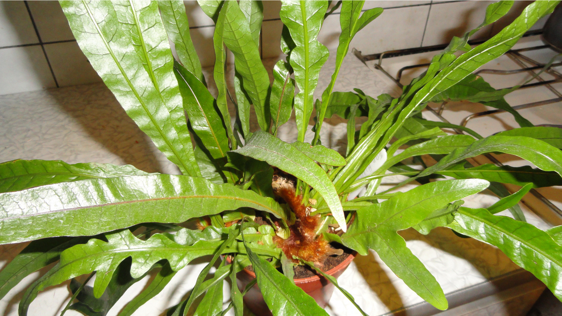   (Aglaomorpha coronans)-  ..