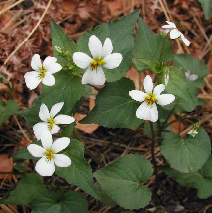 Viola canadensis