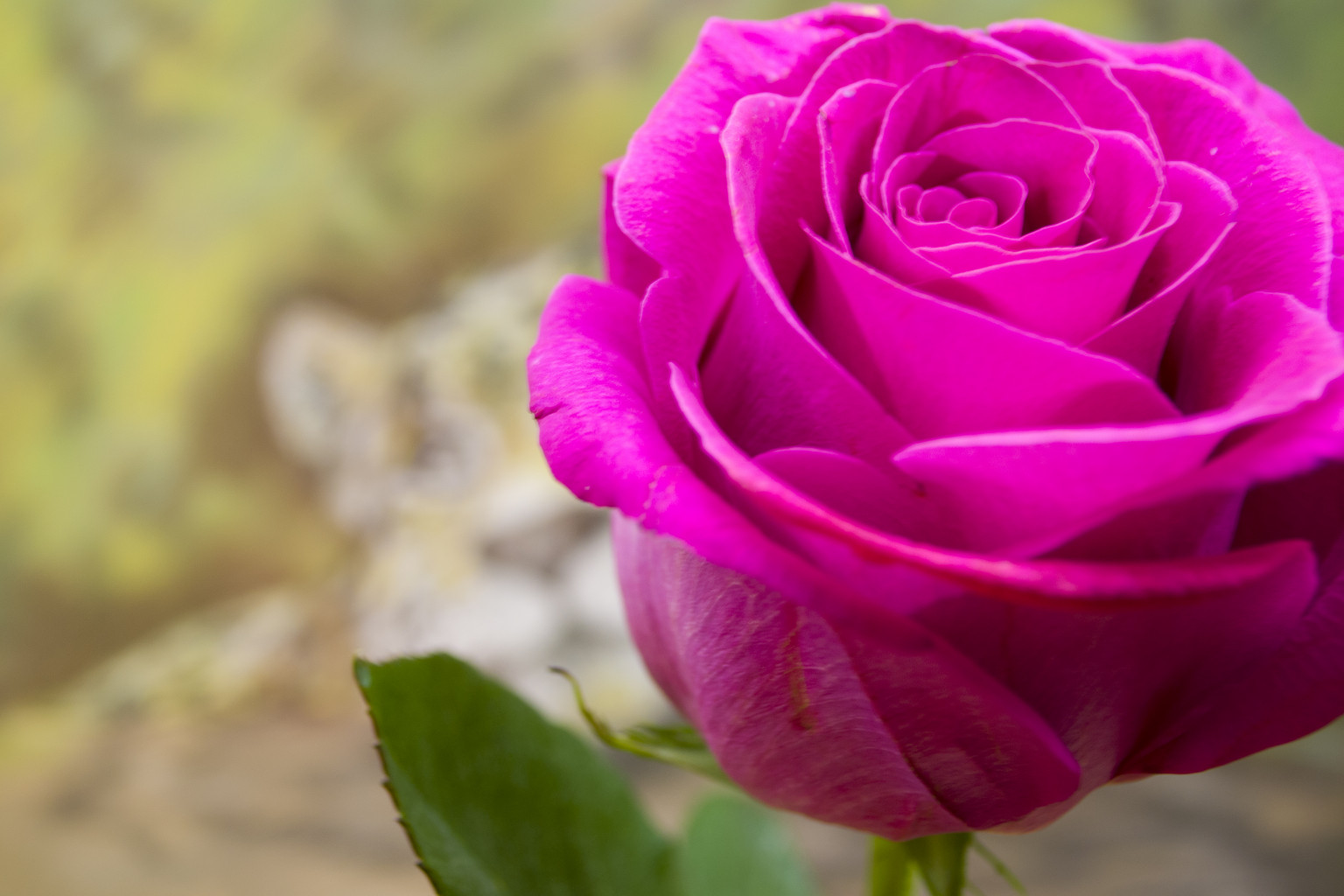 000005DSC 0008.JPG