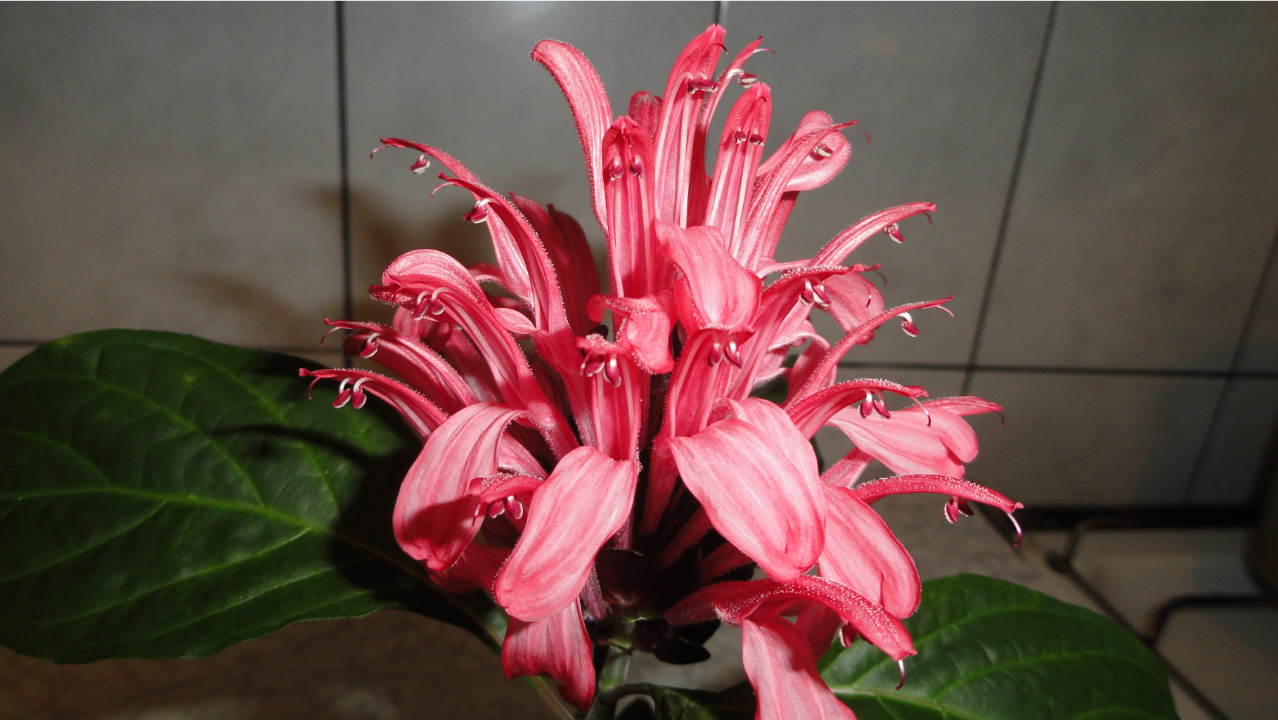 DSC03375 - .JPG