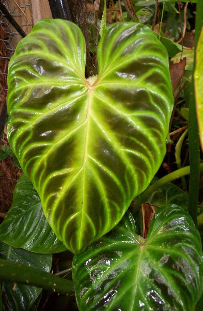 98dd3d802900f767515f6d9e0e6bcc09--philodendron-monstera-plant-catalogs - .jpg