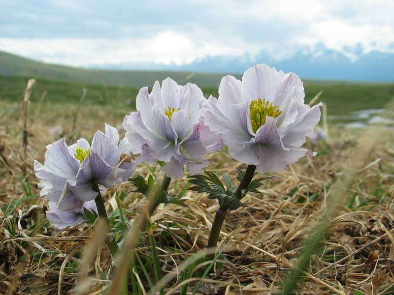 купальница лиловая