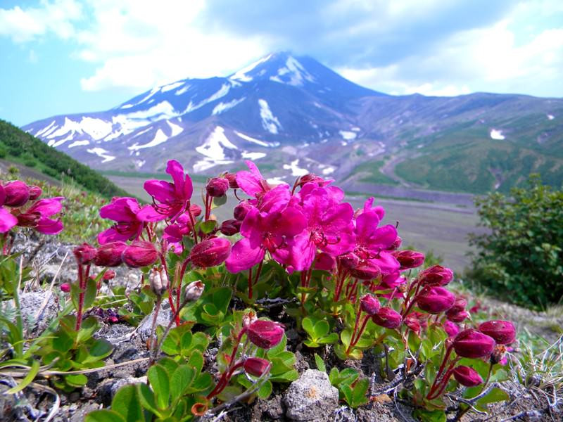 Rododendron kamchatskij.jpg