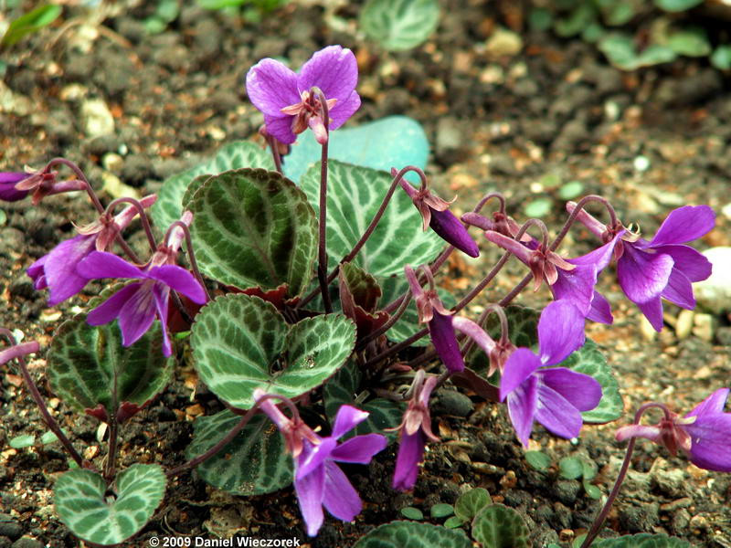 Viola koreana 'Syletta'