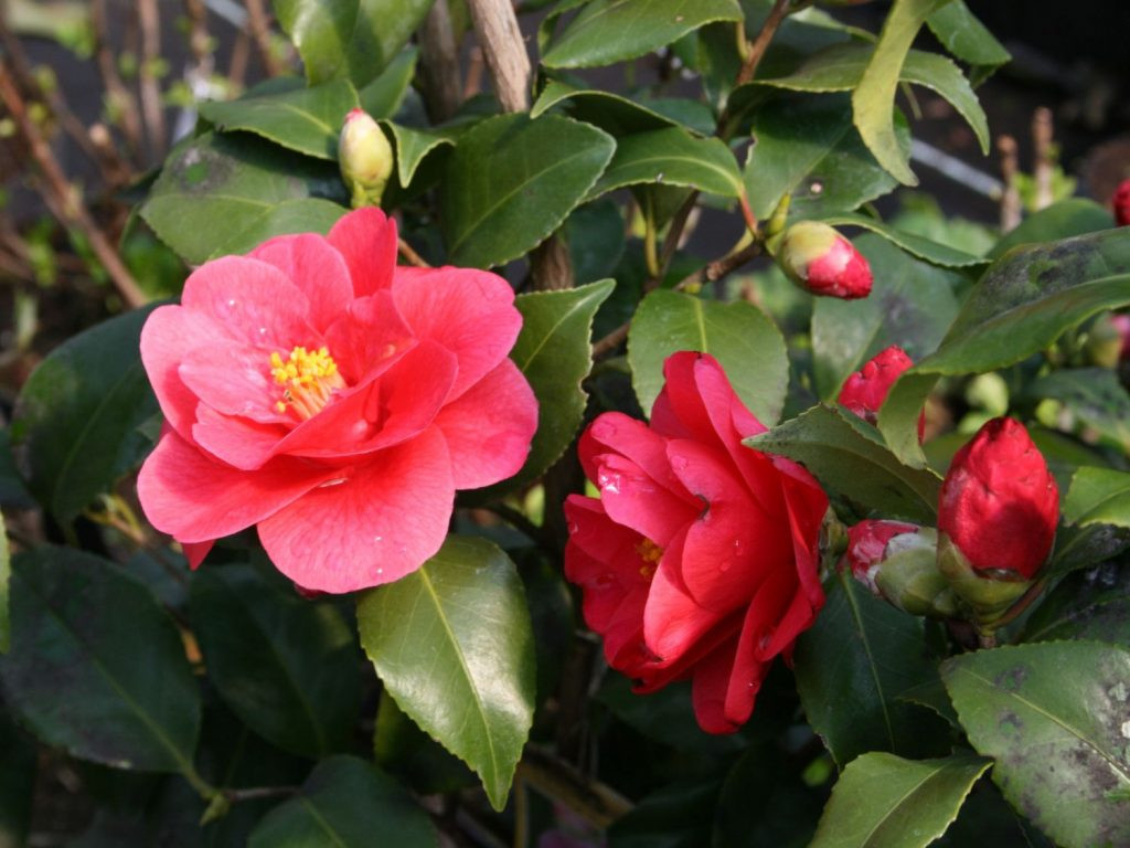    ( Camellia Mary Williams) - 700 - 750 .