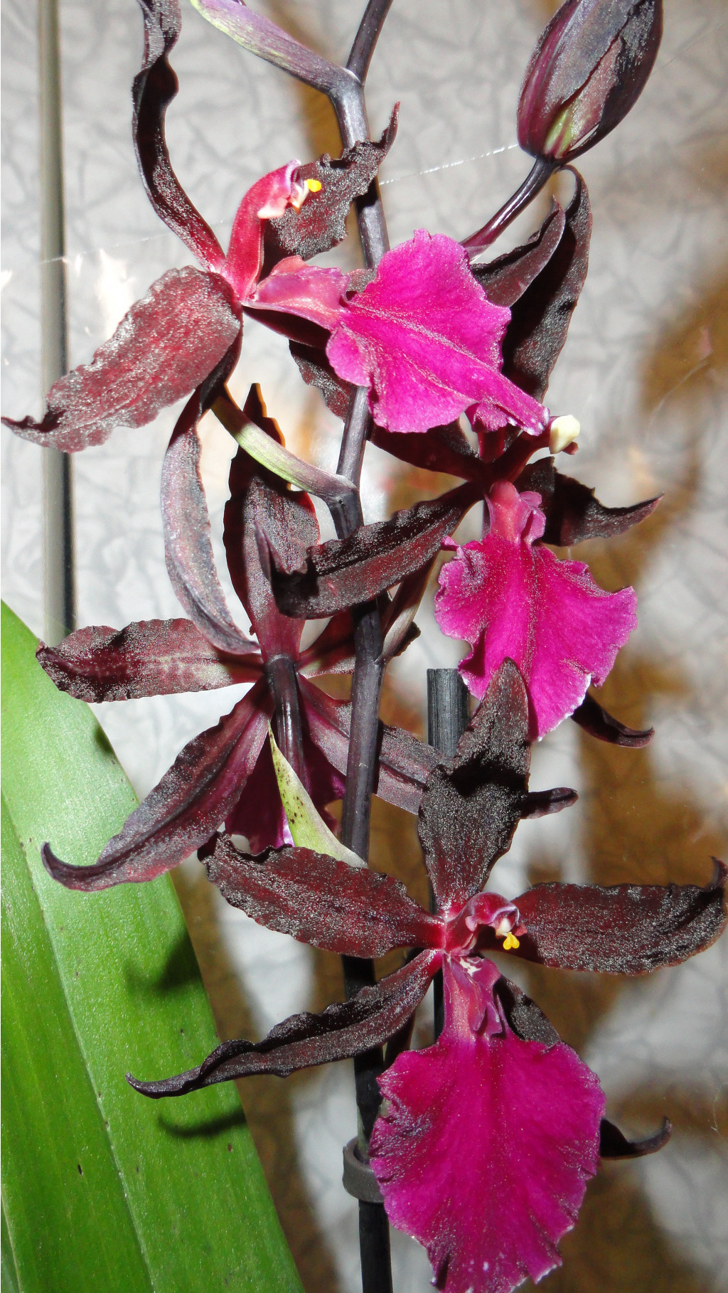   Colmanara MASAI RED