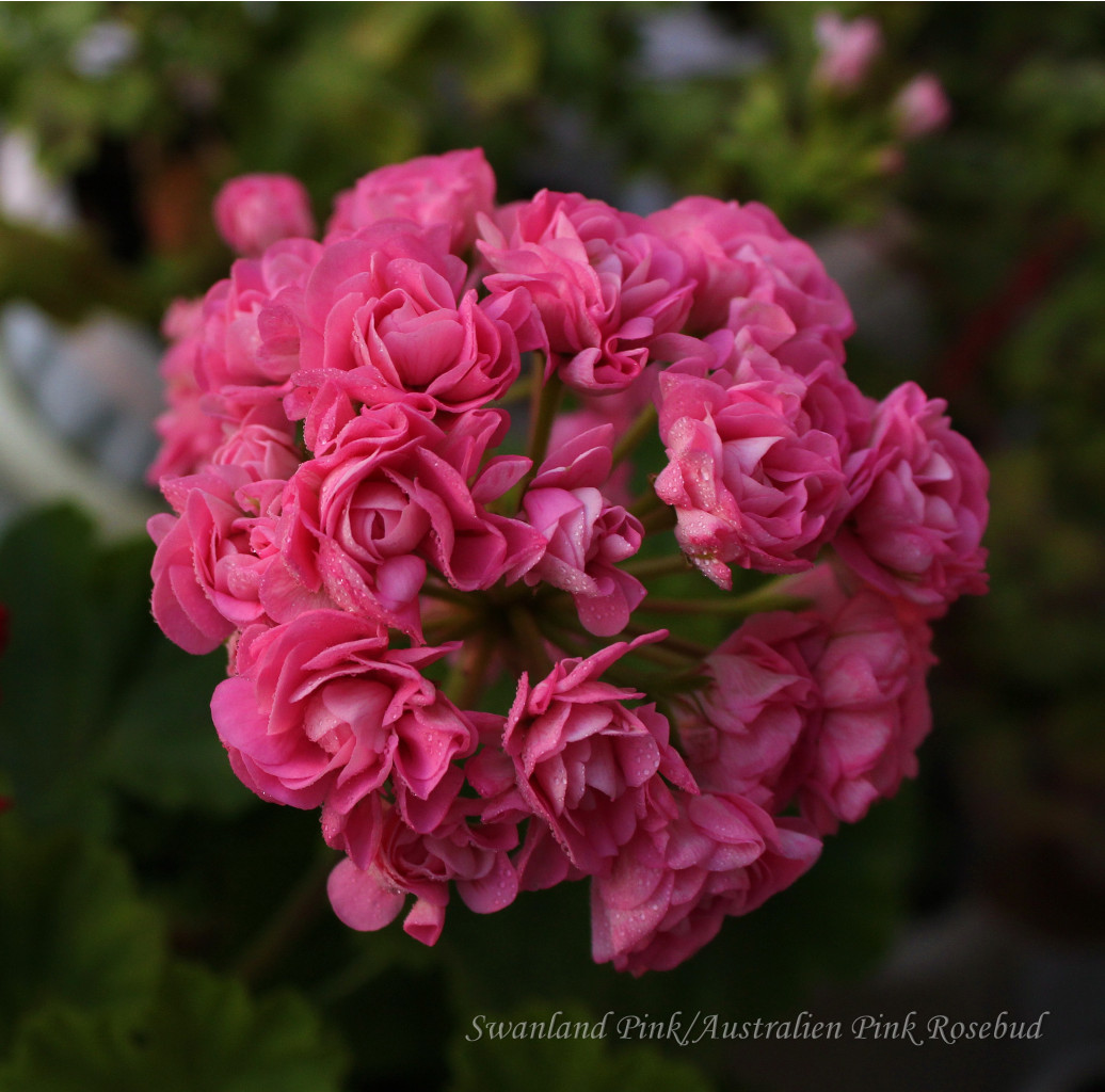 Swanland Pink Australien Pink Rosebud.JPG