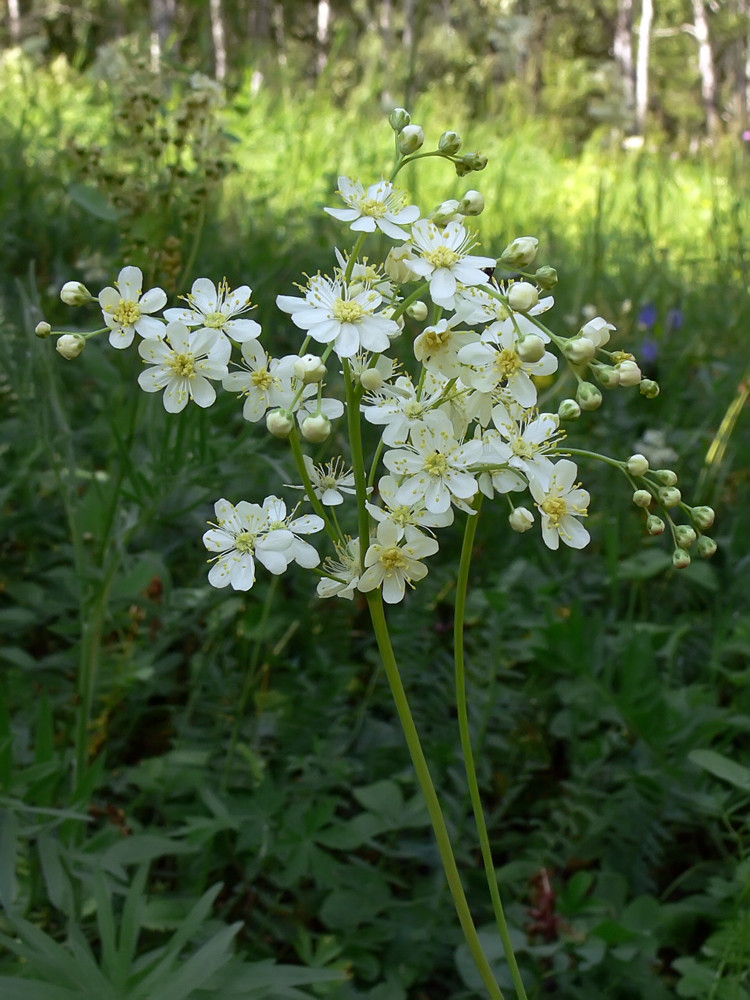 Filipendula vulgaris Moench ( Rosaceae) .jpg