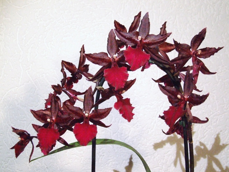   Colmanara MASAI RED - 450 .