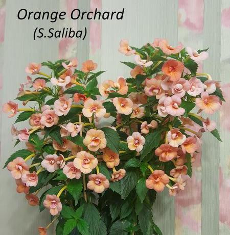 Orange Orchard-100 .