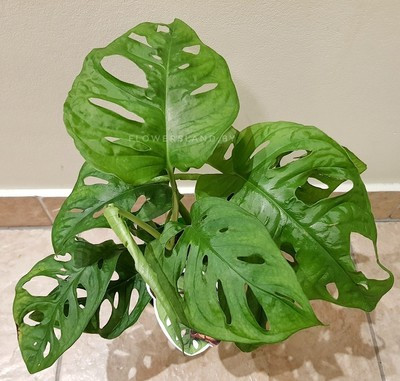      .. (Monstera obliqua Monkey Mask) -