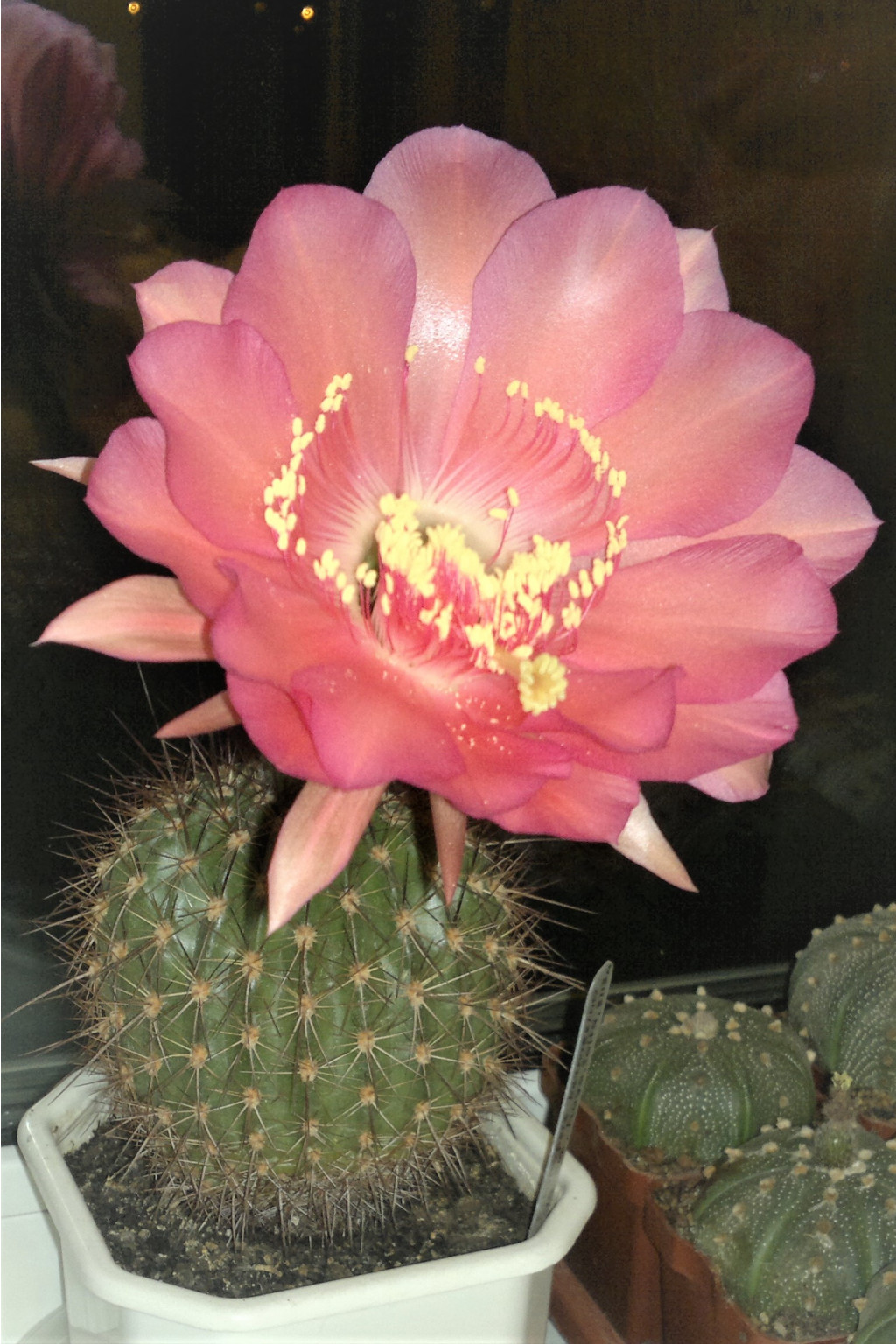 Echinopsis kermesina VG-610