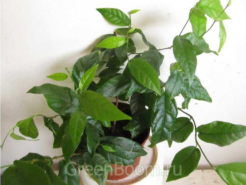  ( FICUS SAGITTATA)-    ..