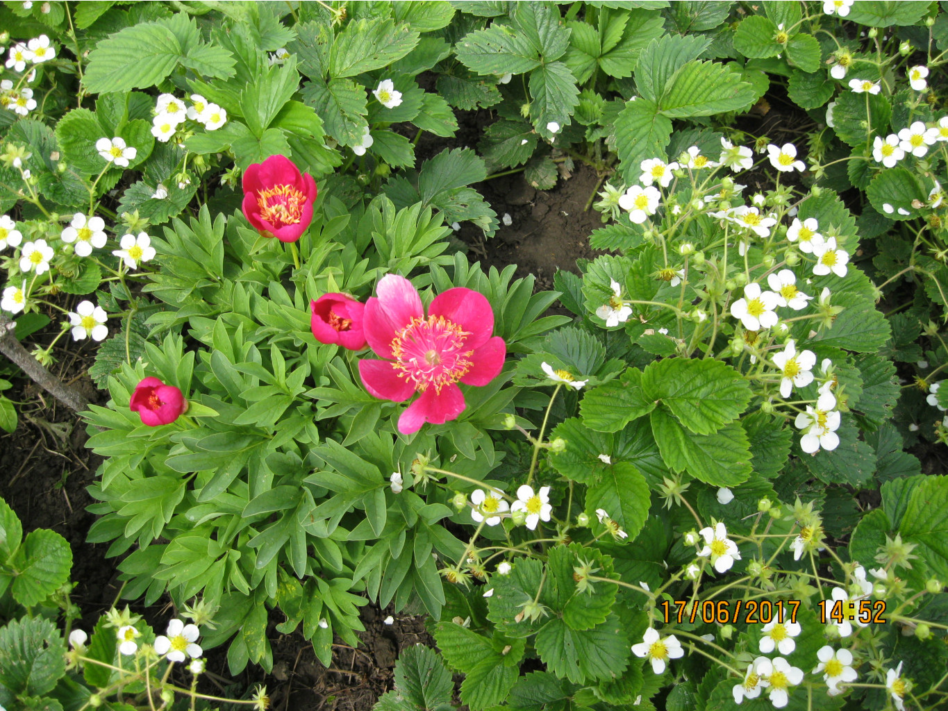 Anemoneflora