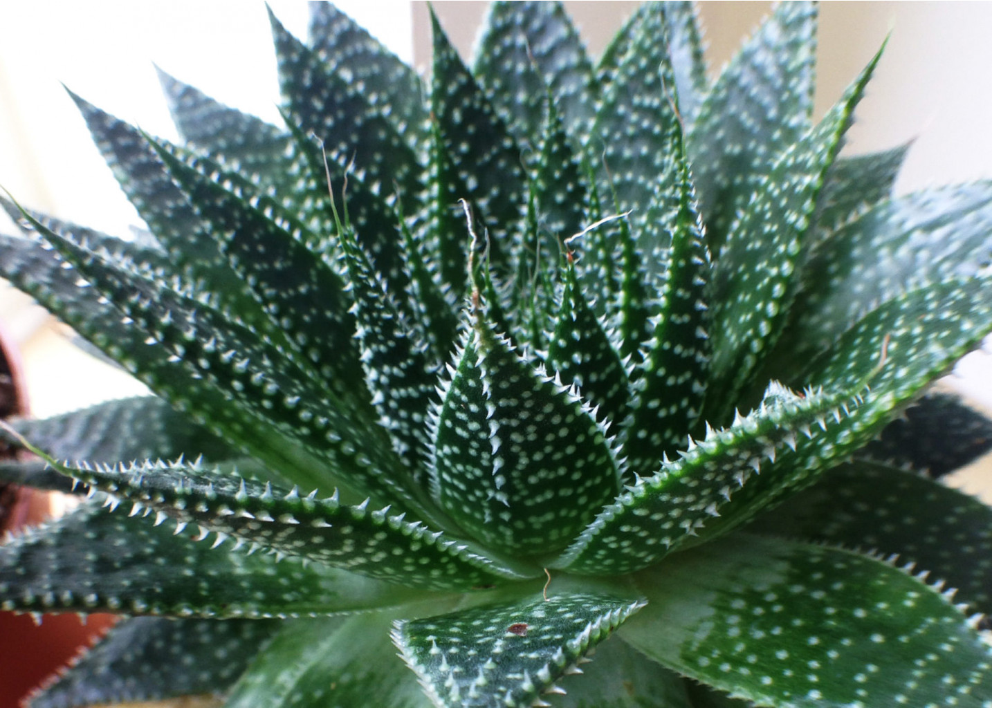  (Aloe aristata)