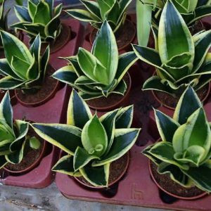     ( Sansevieria Golden Hahnii Black) - 250 .