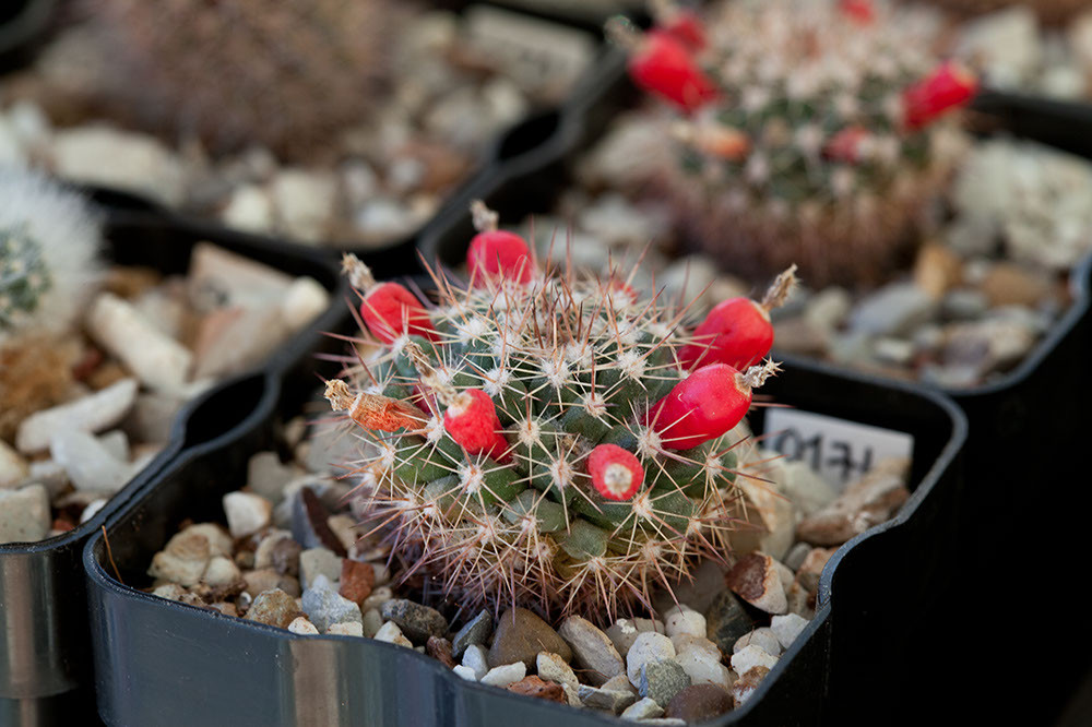 Mammillaria bocensis IMG 2928.jpg