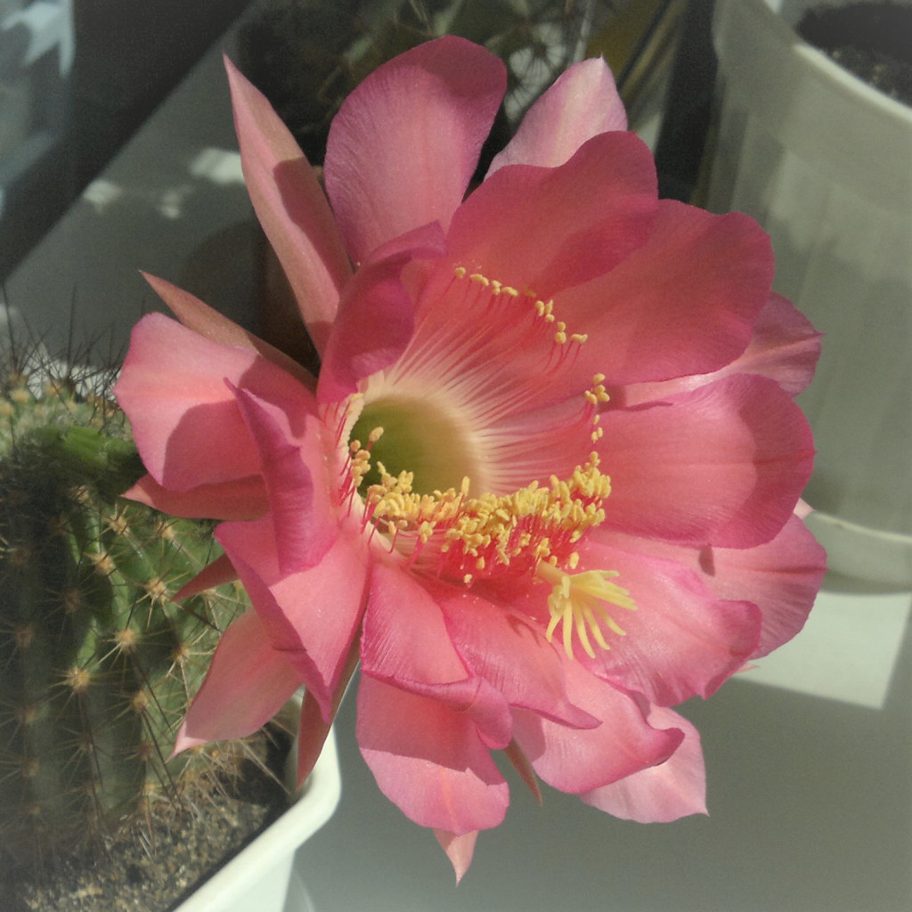 Echinopsis kermesina VG-610