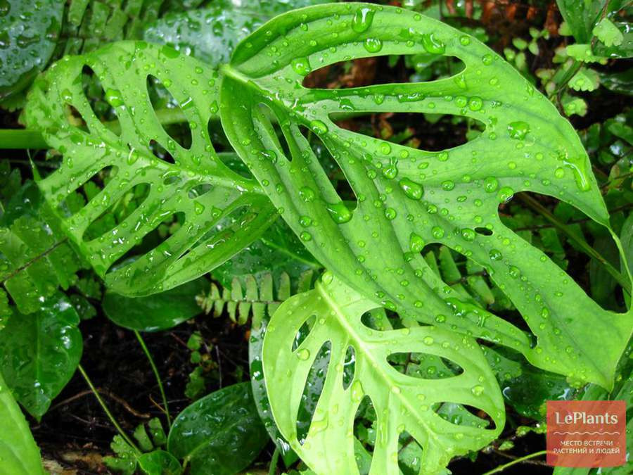      .. (Monstera obliqua Monkey Mask) - 550- 700 .