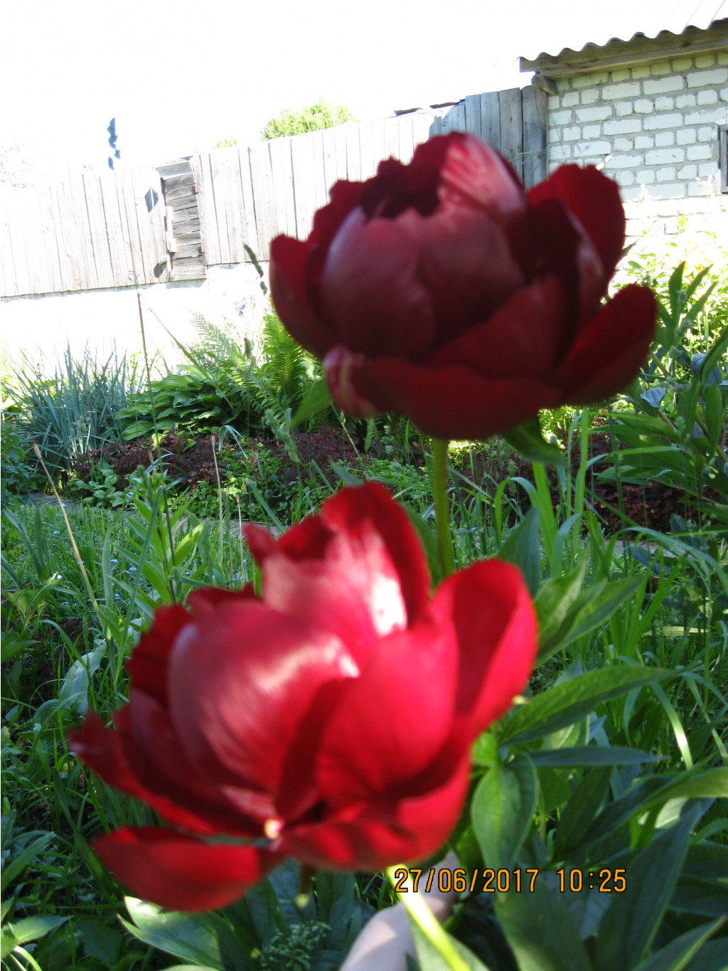 Buckeye Belle