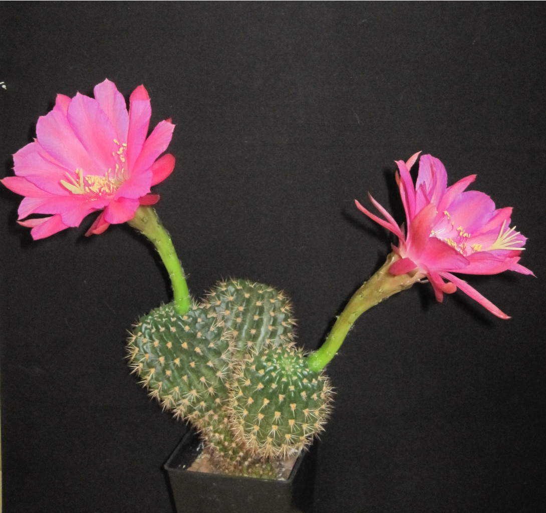 Echinopsis kermesina