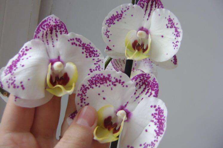  Phalaenopsis Cupid Spirit